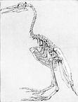 Skeleton of an Extinct Flightless Toothed Bird, Hesperornis