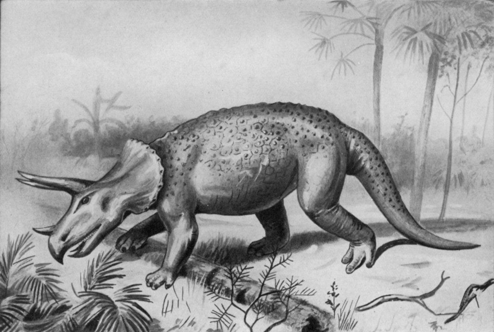 Triceratops -  A Huge Extinct Reptile