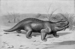 Pariasaurus - An Extinct Vegetarian Triassic Reptile