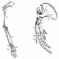 Fore-limb of Monkey compared to fore-limb of Whale.jpg