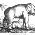 The Elephant, and its young.jpg
