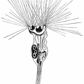Elegant Flower Polyp ( Floscularia ornata ), at 200-fold enlargement..jpg