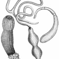 Bridgeworms - a) Bonellia viridis. B) Phascolosoma vulgare. C) Priapulus caudatus.jpg