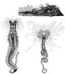 1, 2) Sand worms ( Hermella ): 1) Tubes of Hermella alveolata with its inhabitants (2). 3) Shell tube worm ( Terebella emmalina )