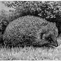 The Common Hedgehog with his Battery of Spines