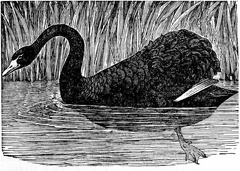 The Black Swan of Australia