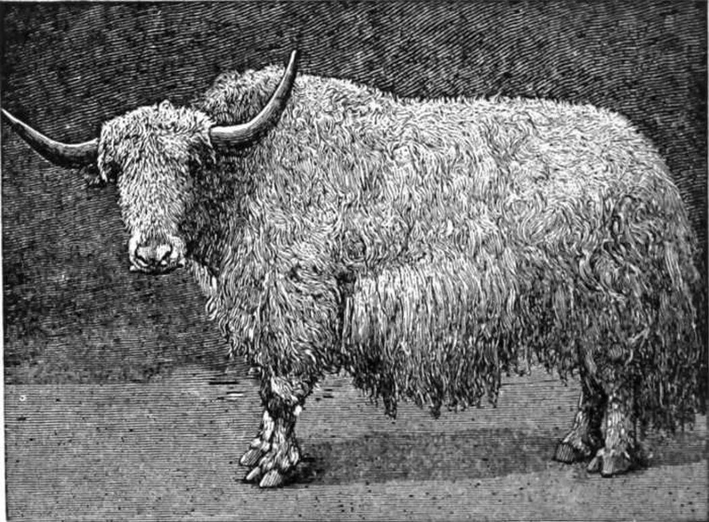 The White Yak of the Asiatic Mountains.jpg