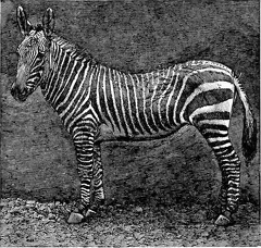 The Striped Zebra of Africa