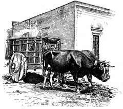 Mexican Ox-cart