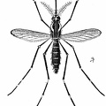 The yellow fever mosquito (Aëdes calopus)