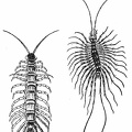 Two common centipedes