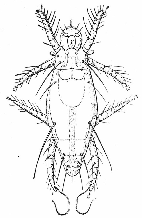 Pediculoides ventricosus, female.jpg