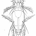Pediculoides ventricosus, female