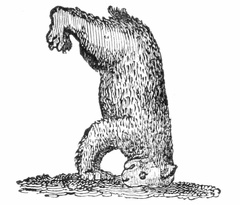 A Bear standing on his Head
