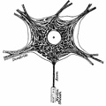 The Body of a Motor Neurone.jpg