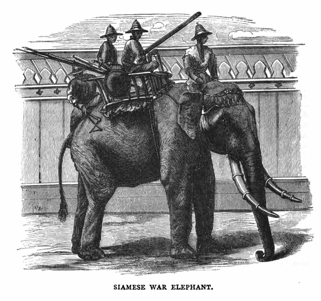 Siamese War Elephant.jpg