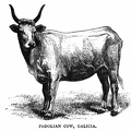 Podolian Cow, Galicia