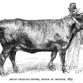 Devon Yearling Heifer, shown at Croydon, 1875