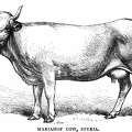 Mariahof Cow, Styria