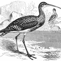Curlew ( Numenius arquatus )
