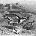 Egyptian Plover (Crocodile Keeper or Crocodile Watcher) 