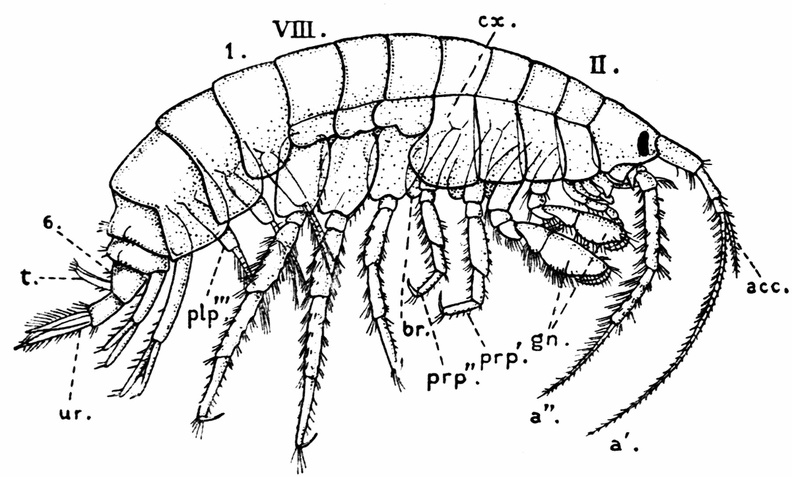An Amphipod (Gammarus locusta).jpg