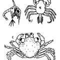Larval Stages of the Common Shore Crab .jpg