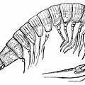 Præanaspides præcursor, One of the Fossil Syncarida, from the Coal-measures of Derbyshire