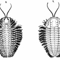 Restoration of a Trilobite (Triarthrus becki), showing the Appendages.jpg