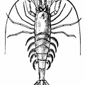 The Common Shrimp (Crangon vulgaris).jpg