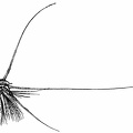 The Nauplius Larva of a Species of Barnacle of the Family Lepadidæ, showing greatly-developed Spines.jpg