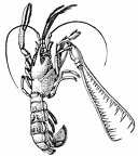 Thaumastocheles zaleucus