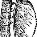 The Caterpillar of the Eyed Hawk-Moth (Smerinthus ocellatus).jpg