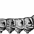 The Caterpillar of the Elephant Hawk-Moth (Chærocampa elpenor). Full grown.jpg