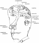 Diagram of the senses, the humours, the cerebral ventricles, and the intellectual facultie