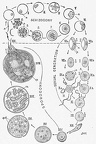 A diagram showing the life-history and migration of the Malaria parasite