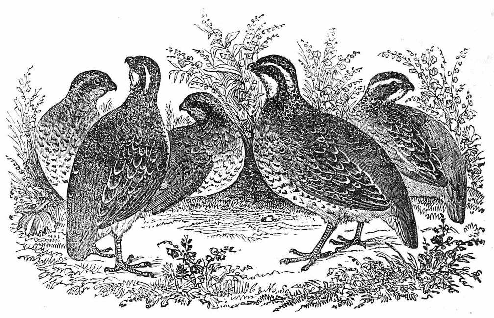 Partridges.jpg