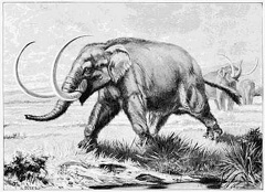 The Mastodon