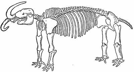 The Missourium of Koch, from a Tracing of the Figure Illustrating Koch's Description