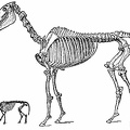 Skeleton of the Modern Horse and of His Eocene Ancestor