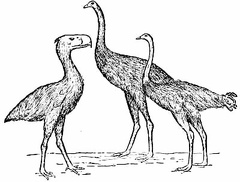 The Three Giants, Phororhacos, Moa, Ostrich