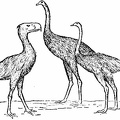 The Three Giants, Phororhacos, Moa, Ostrich