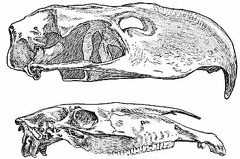 Skull of Phororhacos Compared with that of the Race-horse Lexington
