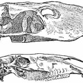 Skull of Phororhacos Compared with that of the Race-horse Lexington