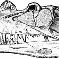 Skull of Ceratosaurus