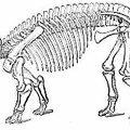 Skeleton of Triceratops