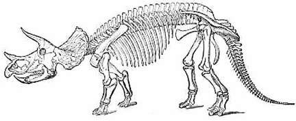 Skeleton of Triceratops