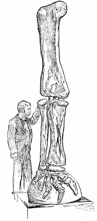A Hind Leg of the Great Brontosaurus, the Largest of the Dinosaurs.jpg