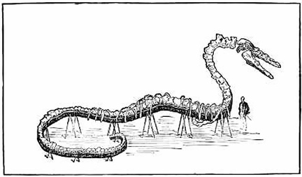 Koch's Hydrarchus. Composed of Portions of the Skeletons of Several Zeuglodons
