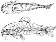 Cephalaspis and Loricaria, an Ancient and a Modern Armored Fish
